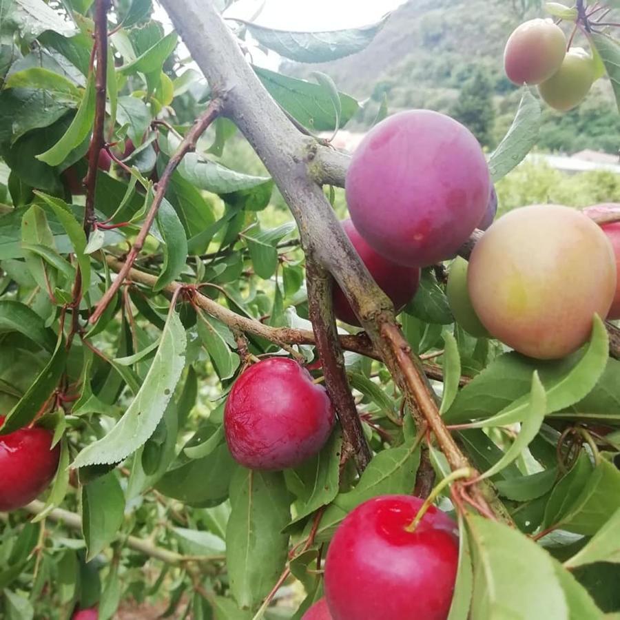 Finca Los Arcos Del Laurel Moya  المظهر الخارجي الصورة