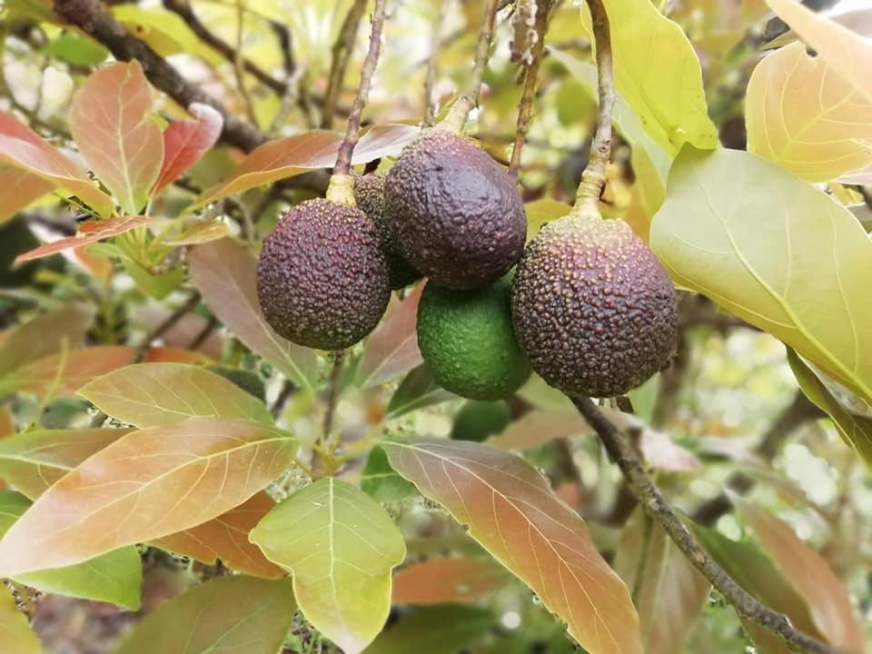 Finca Los Arcos Del Laurel Moya  المظهر الخارجي الصورة