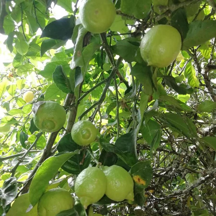 Finca Los Arcos Del Laurel Moya  المظهر الخارجي الصورة