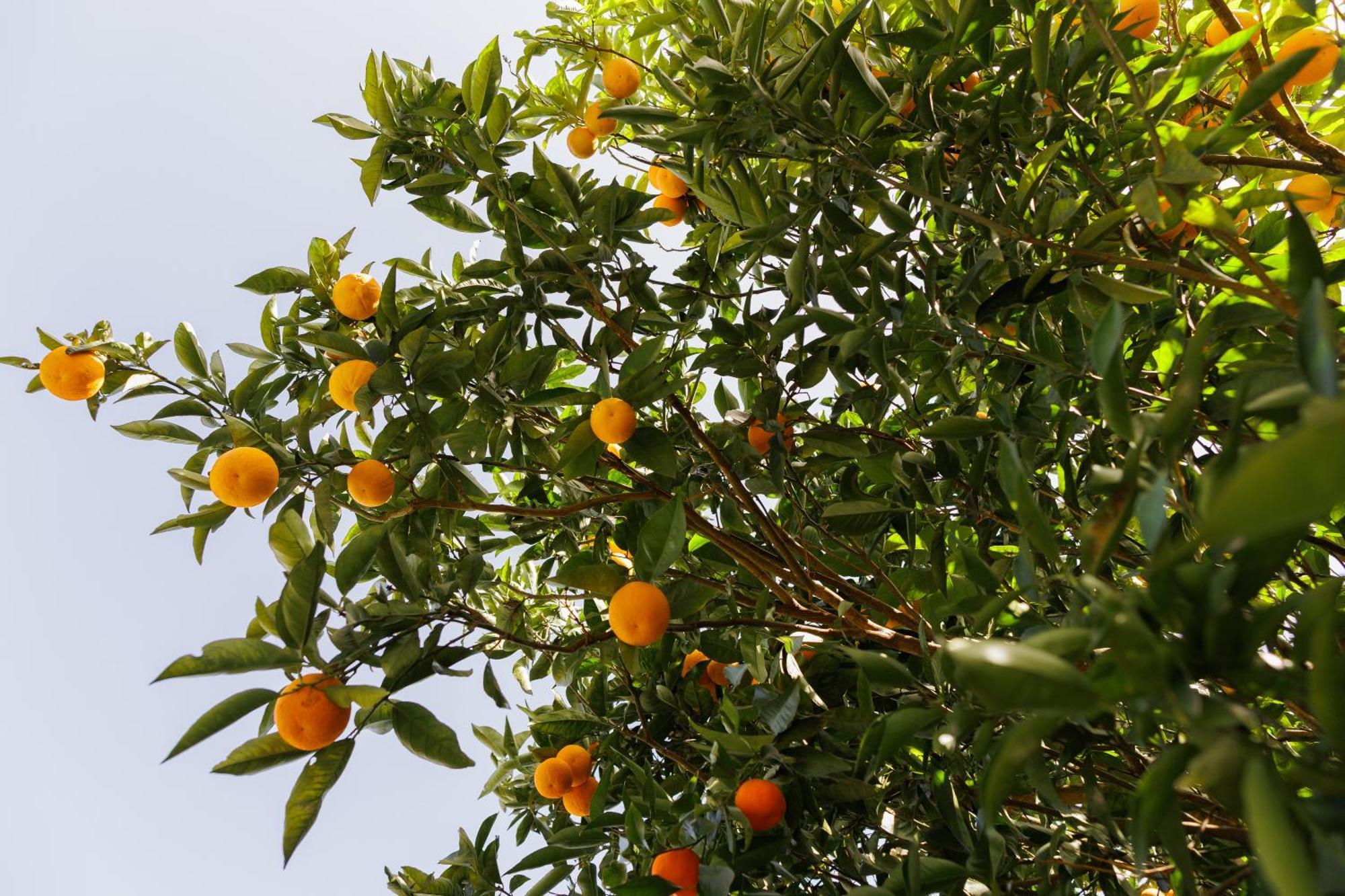 Finca Los Arcos Del Laurel Moya  المظهر الخارجي الصورة