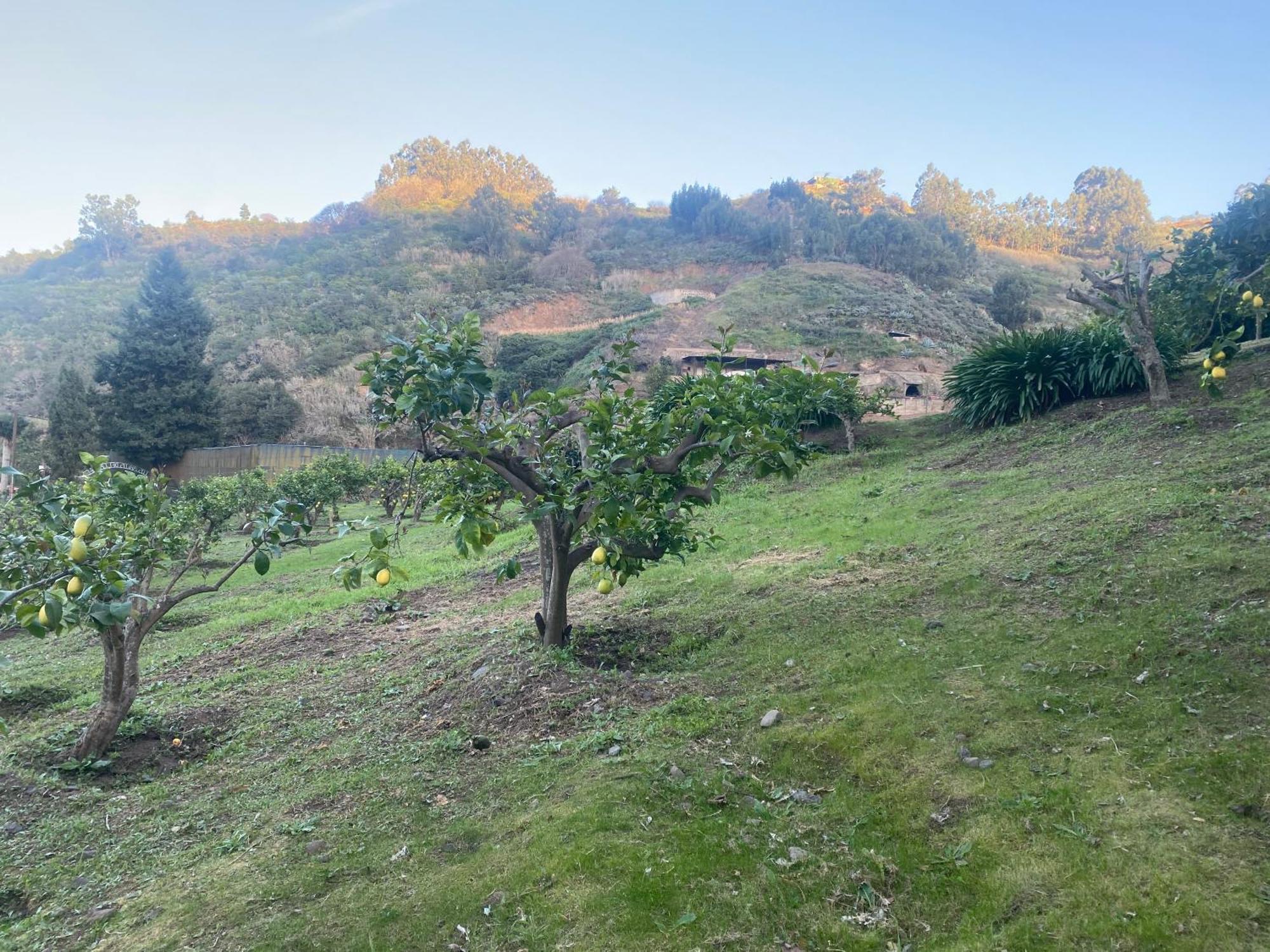 Finca Los Arcos Del Laurel Moya  المظهر الخارجي الصورة