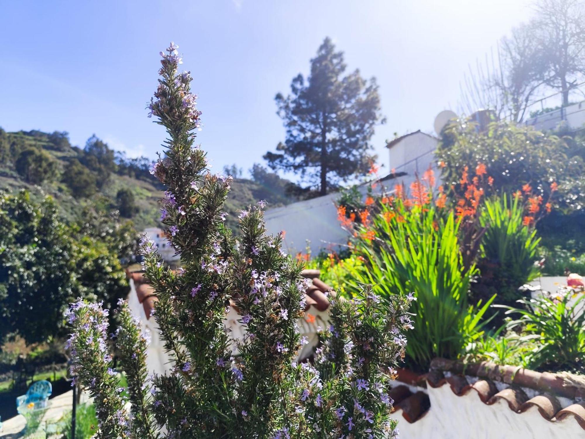 Finca Los Arcos Del Laurel Moya  المظهر الخارجي الصورة