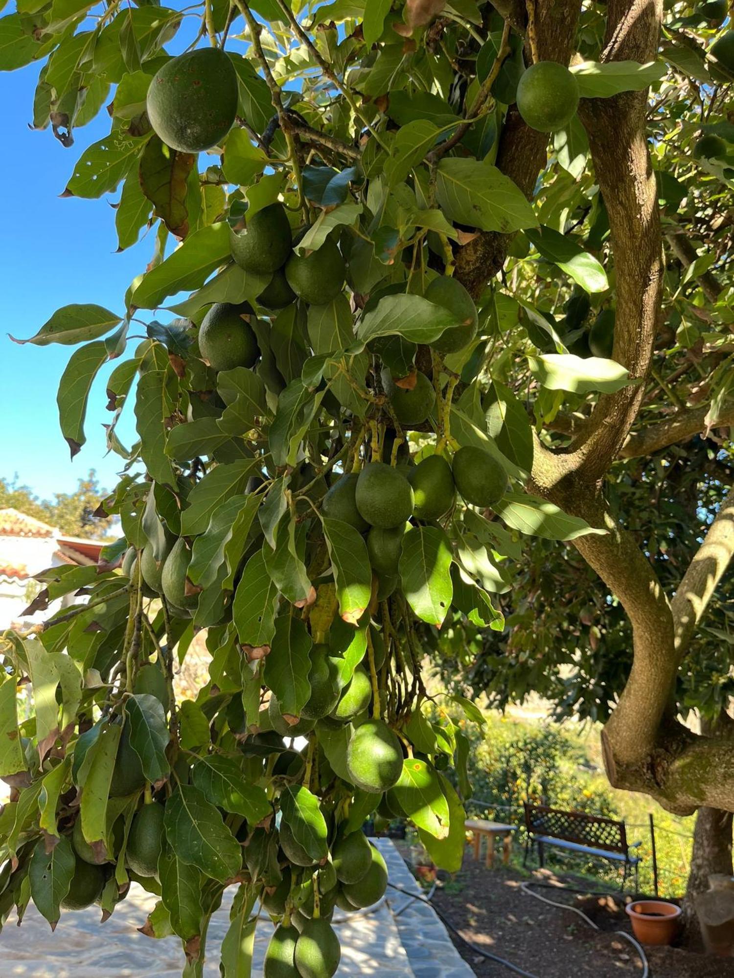 Finca Los Arcos Del Laurel Moya  المظهر الخارجي الصورة