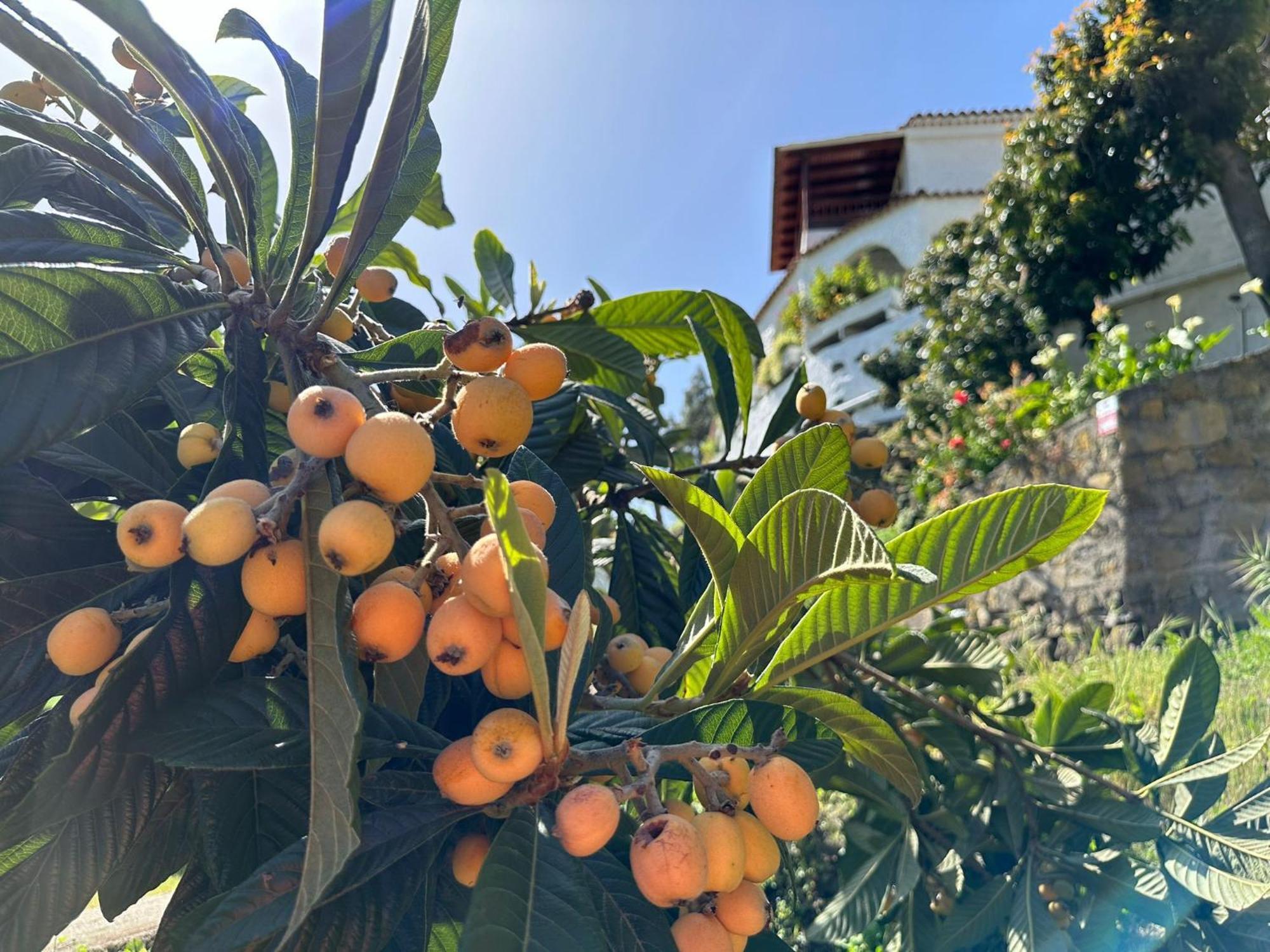 Finca Los Arcos Del Laurel Moya  المظهر الخارجي الصورة